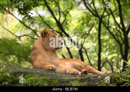 Löwin liegend unter einem Baum, Krüger Nationalpark, Südafrika Stockfoto