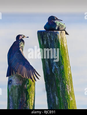 Zwei Kormoran Vögel auf hölzernen Pfosten, British Columbia, Kanada Stockfoto