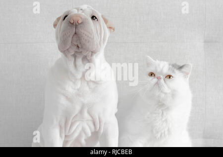 Britische Kurzhaarkatze, die einen Shar pei Welpen ansieht Stockfoto