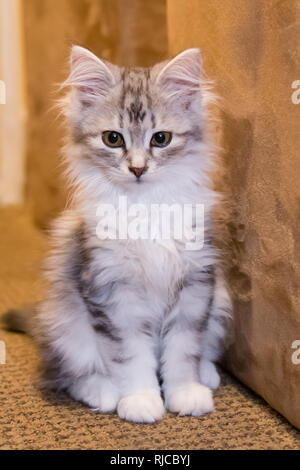 Adorable Baby Sibirische Kätzchen cat Indoor inländischen pet Stockfoto