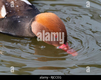 Rot-crested Tafelenten Netta rufina Stockfoto