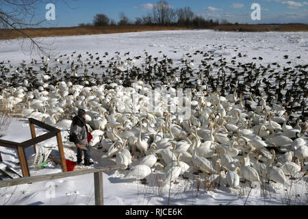 Großer Schluff von Schwänen am Wasser, gespeist vom Menschen Stockfoto