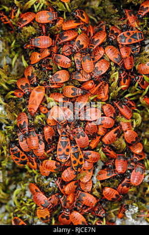 Aggregation oder Masse von Feuer Bugs oder Brandstifter, Pyrrhocoris apterus, auf Stamm eines Lime Tree Stockfoto