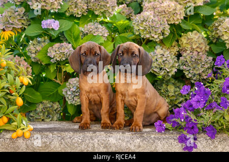 Zwei junge bayerische Mountain Hound Dog Welpen, 8 Wochen alt, treulich Nebeneinander sitzen auf einer Bank in einem blühenden Garten, Deutschland Stockfoto