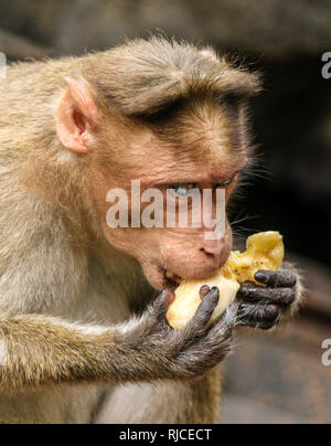 Bonnet macaque Affen, Macaca radiata, eine Banane essen, Goa, Indien Stockfoto