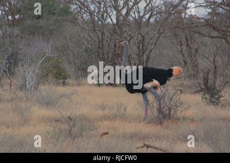 Einen männlichen somalischen Strauße (Struthio molybdophanes) in den Dornstrauch Tsavo Ost Nationalpark Stockfoto