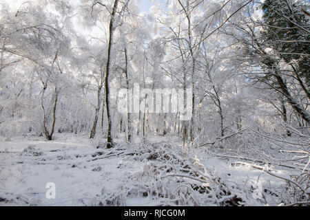 Ludshott Gemeinsame, schwere Schneedecke von Bäumen, blauer Himmel, Januar, Surrey, Großbritannien. Stockfoto