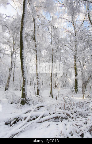 Ludshott Gemeinsame, schwere Schneedecke von Bäumen, blauer Himmel, Januar, Surrey, Großbritannien. Stockfoto