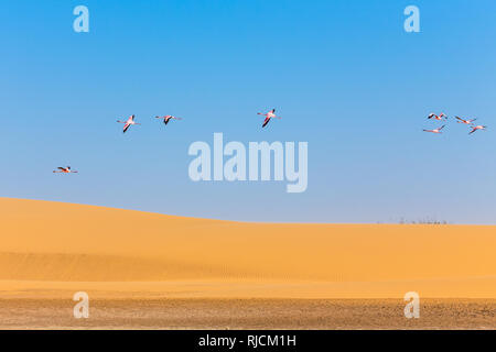 Fliegende Flamingos über die Düne in der Kalahari Wüste, Namibia Stockfoto