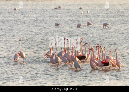 Rosa Flamingos stretching ihr langer Hals mitten auf dem Salzsee von Larnaca, Zypern Stockfoto