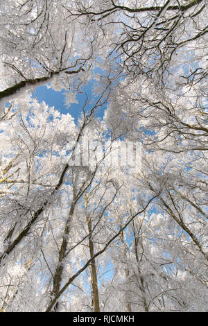 Ludshott Gemeinsame, schwere Schneedecke von Bäumen, vertikale Ansicht über den Baumwipfeln, blauer Himmel, Januar, Surrey, Großbritannien. Stockfoto