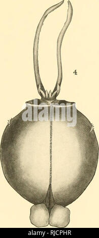 . Der cephalopoda der Hawaiianischen Inseln. Cephalopoda; Muscheln. . Bitte beachten Sie, dass diese Bilder sind von der gescannten Seite Bilder, die digital für die Lesbarkeit verbessert haben mögen - Färbung und Aussehen dieser Abbildungen können nicht perfekt dem Original ähneln. extrahiert. Berry, S. Stillman (Samuel Stillman), 1887-1984; in den Vereinigten Staaten. Büro der Fischerei. Washington, Govt. Drucken. Aus. Stockfoto