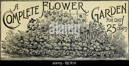 . Die Charles A. Reeser Innisfallen Gewächshäuser. Baumschulen (Gartenbau) Ohio Urbana Kataloge; Pflanzen, Zierpflanzen Kataloge; Blumen Samen Samen Kataloge Kataloge; Gemüse; Rosen Kataloge. Innisfallen Gewächshäuser, Urbana, Ohio. 63 MOur (ollections von Blumen- und Gemüsesamen 3^ haben solch ein Merkmal unserer jährlichen Katalog und haben sich als so beliebt bei unseren Kunden, dass wir freuen uns, Ihnen wieder die üblichen Raum geben, vor allem, da sie die Mittel haben, unsere Samen Einführung für viele, die sich sonst nicht versucht haben könnte.. Bitte beachten Sie, dass diese Bilder vom Sc extrahiert werden Stockfoto
