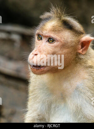 Motorhaube Makaken, Macaca radiata, Goa, Indien, Asien Stockfoto