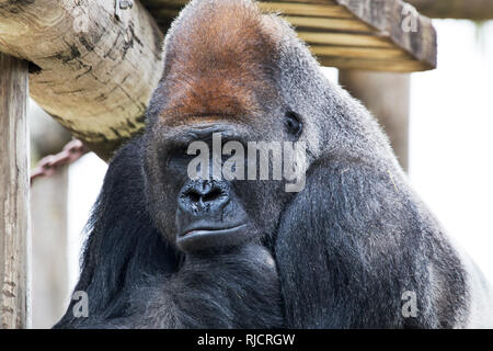 Gorilla im Zoo in Brownsville, Texas Stockfoto