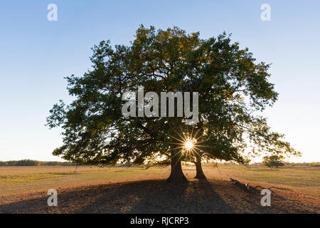 Sonne hinter gemeinsamen Eiche/Pedunculate oak/Europäische Eiche/Englisch Eiche (Quercus robur) bei Sonnenuntergang im Herbst Stockfoto