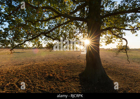 Sonne hinter solitären gemeinsame Eiche/Pedunculate oak/Europäische Eiche/Englisch Eiche (Quercus robur) bei Sonnenuntergang im Herbst Stockfoto