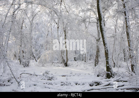 Ludshott Gemeinsame, schwere Schneedecke von Bäumen, blauer Himmel, Januar, Surrey, Großbritannien. Stockfoto