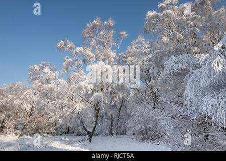 Ludshott Gemeinsame, schwere Schneedecke von Bäumen, blauer Himmel, Januar, Surrey, Großbritannien. Stockfoto