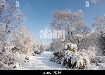 Ludshott Gemeinsame, schwere Schneedecke von Bäumen, blauer Himmel, Januar, Surrey, Großbritannien. Stockfoto