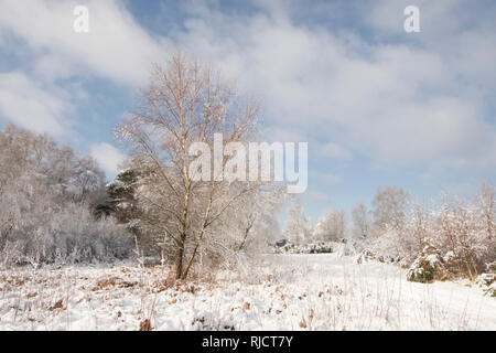 Ludshott Gemeinsame, schwere Schneedecke von Bäumen, blauer Himmel, Januar, Surrey, Großbritannien. Stockfoto