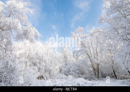 Ludshott Gemeinsame, schwere Schneedecke von Bäumen, blauer Himmel, Januar, Surrey, Großbritannien. Stockfoto