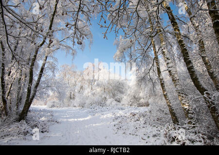 Ludshott Gemeinsame, schwere Schneedecke von Bäumen, blauer Himmel, Januar, Surrey, Großbritannien. Stockfoto