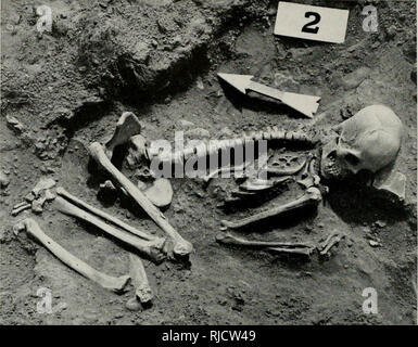 . Kapitel in die Vorgeschichte der östlichen Arizona. Indianer Nordamerikas - Antiquitäten; Indianer Nordamerikas - Arizona. 60 VORGESCHICHTE DES ÖSTLICHEN ARIZONA, II. Abb. 25. Gebeugt Beerdigung 2 von kleinen verweigern Hügel nördlich von Pueblo. Pfeil 30 cm. langen Punkte magnetischen Norden. Körper wurden entweder auf der Rückseite (13) oder von der Seite (12), mehr Fre- gen auf der rechten Seite (9) als auf der linken (3) und in der Regel mit den Beinen bis zum Körper hin (Abb. gefaltet. 25). Nur sehr wenige waren fest angespannt und keiner wurde erweitert. Eine Person hatte in der ventralen Posi-tion, und noch ein wurde anscheinend Stockfoto