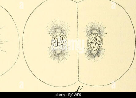 . Die Zelle in der Entwicklung und Vererbung. Zellen. E Schwein 27. - Die späteren Phasen der Mitose in das Ei des Seeigels Toxopiienstes {A-D, X1000; L-F, X500). A. in der Metaphase; Tochter - Chromosomen zeichnen, aber immer noch an einem Ende. B. Daugh-ter-Chromosomen trennen. C. in der Späten anaphase; Tochter - chromosomen an der Spindel liegen - Polen. D. ENDGÜLTIGE anaphase; Tochter-Chromosomen in Vesikeln umgewandelt. £. Sofort nach der Teilung, die astern ungeteilte, die Spindel ist verschwunden. K Ruhenden 2-Zell-Stadium, die astern in zwei in Erwartung des nächsten Abteilung unterteilt. In Abbn. A bis D, t Stockfoto