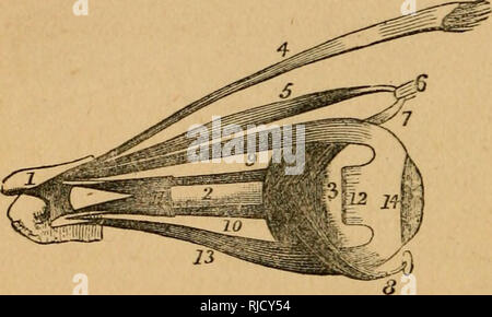 . Die Kammer wissenschaftliche Leser: mit Holzstichen illustriert. Leser. 74 PHYSIOLOGIE DES MENSCHLICHEN KÖRPERS. des Auges, 10, trockenen auch die-posterior, 11 oder den Teil hinter der Iris und vor der Linse, 12. Die Linse ist ein humonr wie eine dicke, transparente Gelee, in einem transparenten Hag eingeschlossen, und auf der Aderhaut angebracht, so wie es in seinen Platz direkt hinter der Pupille zu halten. Als Ganzes, bildet es einen Doppel-konvexen Linse (Optik, S. 28), sondern mit der Posterioren Oberfläche konvexer als die vorderen. Füllen des gesamten Hohlraum hinter der Linse ist der Glaskörper Stockfoto