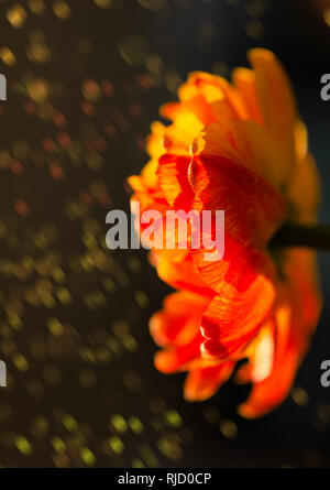 Wunderschöne rot, gelb, orange Tulpe, blühen in einem Garten, der im Hintergrund mit erstaunlichen Bokeh. Bunte Blume in einem hellen Frühling, aus der Nähe. Sommer ga Stockfoto