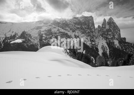 Winter Saison. Seiser Alm Hochplateau. Schlern gipfeln. Hase Fußabdrücke auf Schnee. Die Grödner Dolomiten im Winter. Italienische Alpen. Europa. Stockfoto