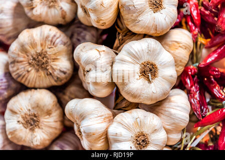 Nahaufnahme von vielen Knoblauch Zwiebeln mit getrockneten Chilischoten in Florenz Italien Central Market, Detail und Textur gebunden hängen Stockfoto