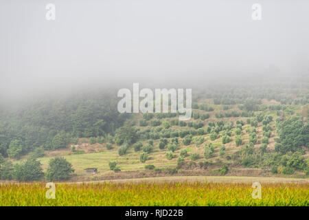 Auf dem Land in Umbrien, Italien mit Ackerland Wiese auf Hügel und Maisstängel in Morgen Sonnenaufgang Nebel Nebel mit Olivenhain Bauernhof Schuppen Stockfoto