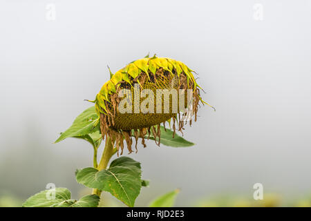 Nahaufnahme eines Blütenkorbes Blume reif für die Ernte in der Landwirtschaft Bauernhof Feld in Nebel Nebel mit bokeh Hintergrund Stockfoto