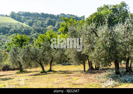 Olivenbäume im Orchard Garten auf einem Hügel in Umbrien Stadt Dorf in Italien mit Bergblick am Hang Stockfoto