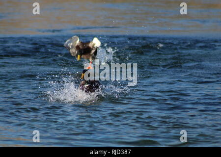 Stockenten kämpfen auf dem Colorado River, Arizona Bullhead City Stockfoto