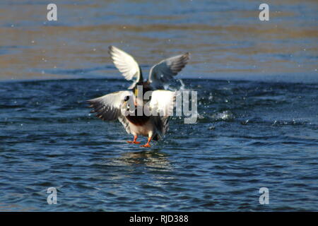 Stockenten kämpfen auf dem Colorado River, Arizona Bullhead City Stockfoto