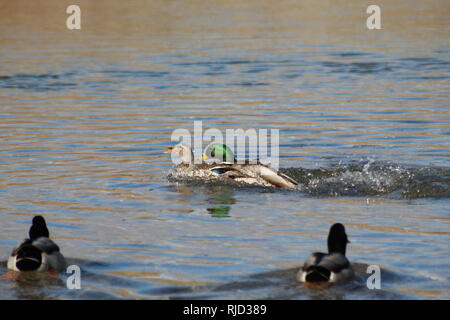 Stockenten kämpfen auf dem Colorado River, Arizona Bullhead City Stockfoto