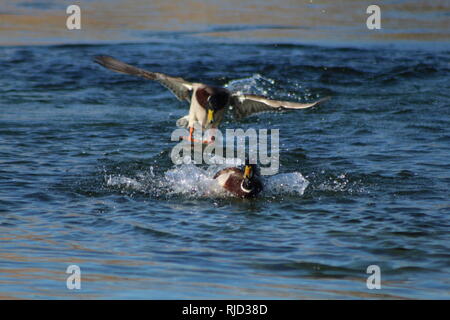 Stockenten kämpfen auf dem Colorado River, Arizona Bullhead City Stockfoto