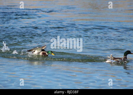 Stockenten kämpfen auf dem Colorado River Stockfoto