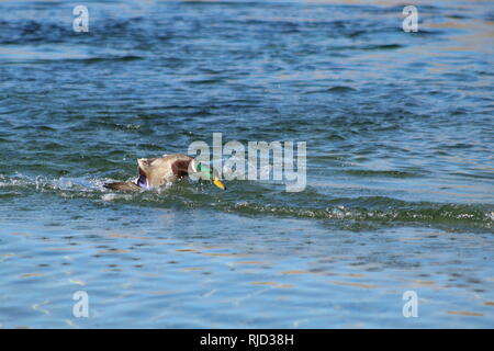 Stockente, die auf dem Colorado River, Arizona Bullhead City Stockfoto