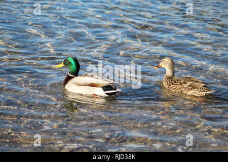 Stockenten kämpfen auf dem Colorado River, Arizona Bullhead City Stockfoto