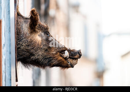 Hängende Dekoration auf Gebäude closeup Seite von Wildschwein Schweinekopf gefüllt und an der Wand in Italien Stockfoto