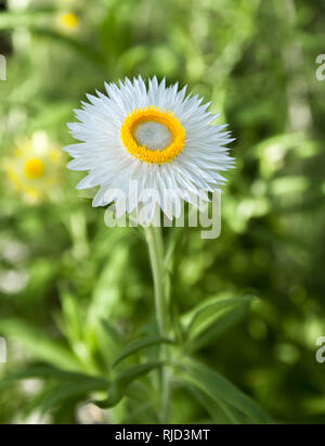 Klare frische Blumen Kopf geschossen zeigt eine weiße Blume mit einem inneren Mitte gelben Ring nach oben, die Sonne in der freien Natur zu fangen. Stockfoto