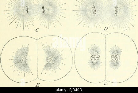 . Die Zelle in der Entwicklung und Vererbung. Zellen. Der Mechanismus der Mitose 107 Teilen ohne ampiiiaster Was auch immer. In Infusoria Mitose scheint in der ganzen Abwesenheit von astern auftreten, obwohl die Zellen durch Verengung Kluft und die Analogie mit der heidenhain Modell völlig fehl. vN^^ lK> - ^^VA ^. ^;^ S^!/F/A' A''*' M. mk U'M^I'k. Abb. 52. Â Die späteren Phasen der Mitose in das Ei des Seeigels Toxopnetistcs (A-D, X1000; Â £-T, X500). A. in der Metaphase; Tochter - Chromosomen zeichnen, aber immer noch an einem Ende. B. Daugh-ter-Chromosomen trennen. C. in der Späten anaphase; Tochter Stockfoto