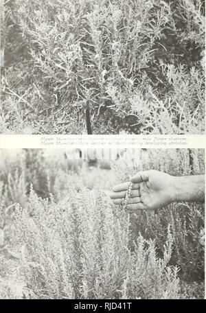 . Merkmale und Hybridisierung von wichtigen intermountain Sträucher. Chenopodiacae; Sträucher Great Basin. . Bitte beachten Sie, dass diese Bilder sind von der gescannten Seite Bilder, die digital für die Lesbarkeit verbessert haben mögen - Färbung und Aussehen dieser Abbildungen können nicht perfekt dem Original ähneln. extrahiert. Blauer, A. Clyde. Ogden, Utah: Intermountain Wald und Experiment Station, Forest Service, US, Abt. Landwirtschaft Stockfoto