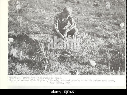 . Merkmale und Hybridisierung von wichtigen intermountain Sträucher. Chenopodiacae; Sträucher Great Basin. . Bitte beachten Sie, dass diese Bilder sind von der gescannten Seite Bilder, die digital für die Lesbarkeit verbessert haben mögen - Färbung und Aussehen dieser Abbildungen können nicht perfekt dem Original ähneln. extrahiert. Blauer, A. Clyde. Ogden, Utah: Intermountain Wald und Experiment Station, Forest Service, US, Abt. Landwirtschaft Stockfoto