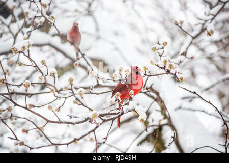 Eine rote nördlichen Kardinal Cardinalis Vogel auf Ast bei schweren Winter Frühling Schnee bunt im Virginia essen Blume Blattknospen Stockfoto