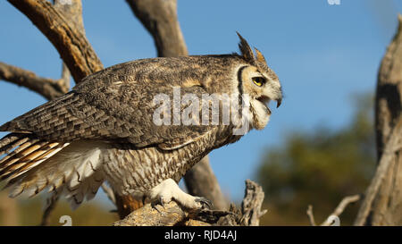 Eine große Fledermaus laut Aufruf aus einer Stange in der Wüste. Stockfoto